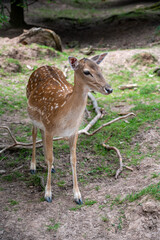 A beautiful deer standing in a natural habitat