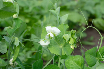 Blooming peas. White pea flower close up. Agriculture. - obrazy, fototapety, plakaty