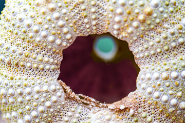 Sea urchin skeleton turned into ornamental object