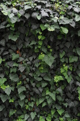 close up of a green plant 