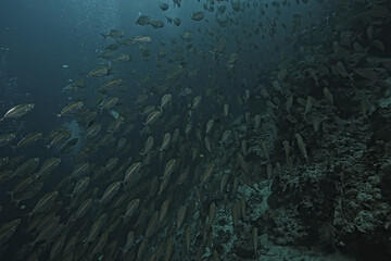 scad jamb under water / sea ecosystem, large school of fish on a blue background, abstract fish alive