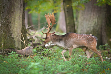 Naklejka na ściany i meble European fallow deer in the forest