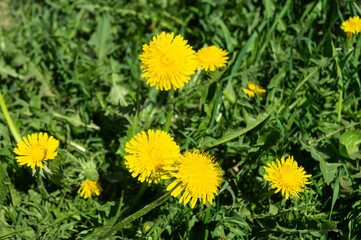 Orange dandelion on background of the green herb