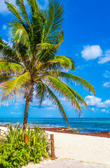 Fototapeta na wymiar Tropical palm tree with blue sky Playa del Carmen Mexico.