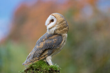 Barn owl on tree trunk in the autumn season (Tyto alba)