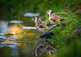 A flock of bright and colorful goldfinches is sitting on the edge of a beautiful pond and drinking water