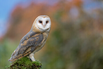 Fine art portrait of Barn owl perched on tree trunk (Tyto alba)