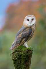 Fine art portrait of Barn owl with autumn colors on background (Tyto alba)