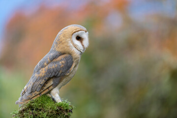 Autumn in the woodland, portrait of Barn owl (Tyto alba)