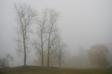 Obraz na płótnie Canvas Autumn fog. November in the park. Mystic. Deciduous tall trees. Horizontal view. Silhouettes.