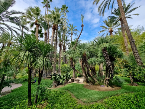 Palmenhain in Elche