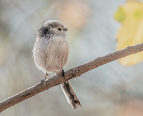Schwanzmeise im Sonnenschein
