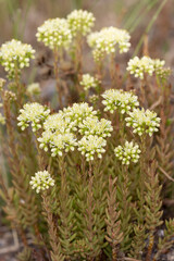 Macrophotographie de fleur sauvage - Orpin de Nice (Sedum sediforme)