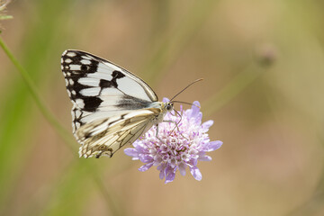 Macrophotographie de papillon - Demi-deuil (Melanargia galathea)
