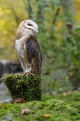 Barn owl in the woodland (Tyto alba)