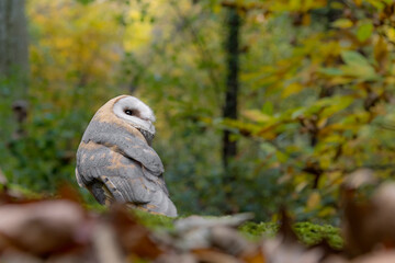 Fine art portrait of Barn owl in the autumn forest (Tyto alba)