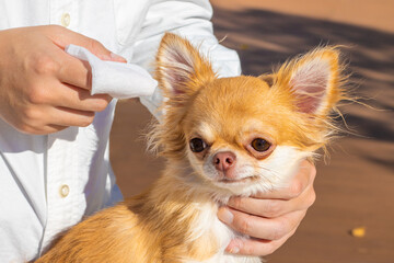 犬の耳掃除