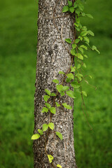 Leaves Tropical forest trees texture background wallpaper