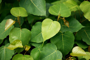 Leaves Tropical forest trees texture background wallpaper