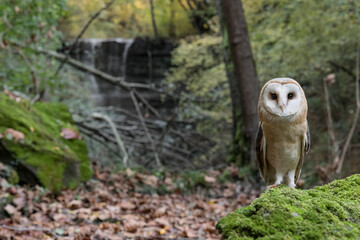 Face to face with the ghost of the woodland, Barn owl in the autumn season (Tyto alba)
