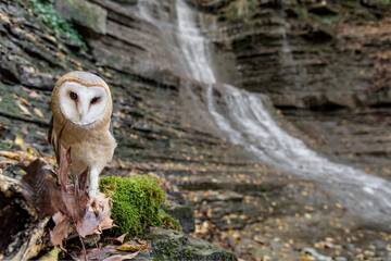 Barn owl advances towards the photo trap (Tyto alba)