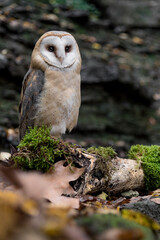 Fine art portrait of Barn owl (Tyto alba)