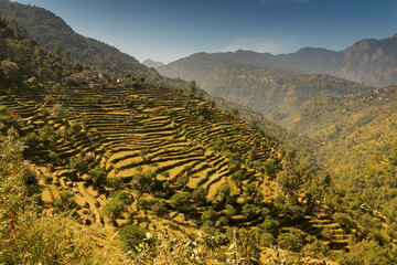 Fototapeta na wymiar High altitude agriculture terrace filed of Garhwal Himalayas, Himalayan mountains of Uttaranchal, India