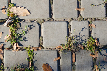 The sunlit pave stone in autumn park. Close up of pave stone with autumn leaves, small plants, maple seeds and moss.