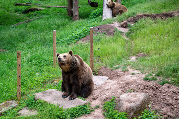 A shot of the bears sitting in the park of animals with cut trees and stones