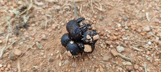 beetle on the ground