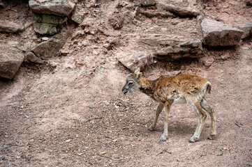A mouflon in a dry rocky area