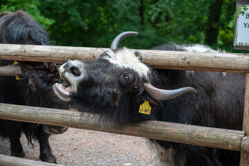A closeup shot of a buffalo with a head stuck in the wooden fence