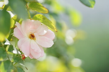 Fototapeta na wymiar 淡いピンク色のバラ1