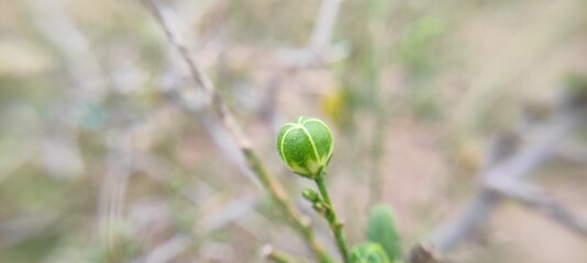 bud of poppy flower