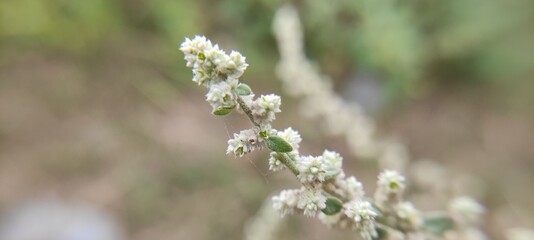 flowers in the grass