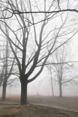 mysterious scene of autumn nature in the foggy morning, moody misty forest 