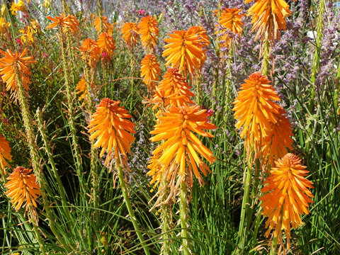 The orange kniphofia flowers bloom in the flowerbed.