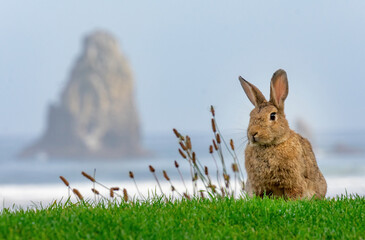 Cannon Beach Oregon Bunny