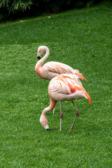 Pink flamingos on a green lawn.