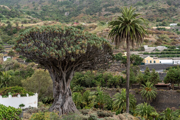 Fototapeta na wymiar Famous Drago Tree (El Drago Milenario) - Icod de los Vinos, Tenerife, Canary Islands, Spain