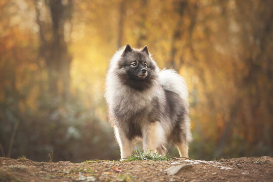 Portrait of gray Wolfspitz female dog standing in the bright forest in autumn