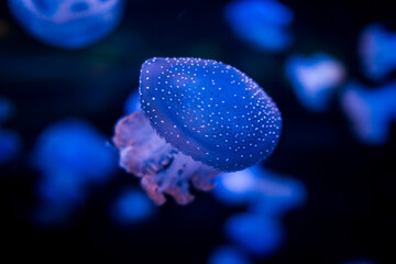 Obraz premium Ocean jellyfish in the aquarium.