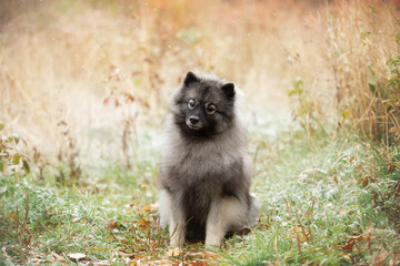 Portrait of gray Wolfspitz female dog sitting in the bright forest in autumn