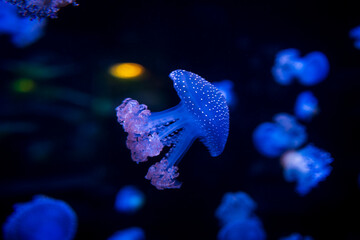 Ocean jellyfish in the aquarium.