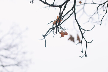 Tree crown without leaves, bare branches, late autumn or winter. Naked branch of autumn tree against the sky