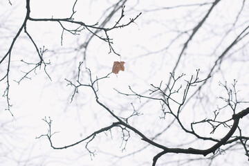 Tree crown without leaves, bare branches, late autumn or winter. Naked branch of autumn tree against the sky