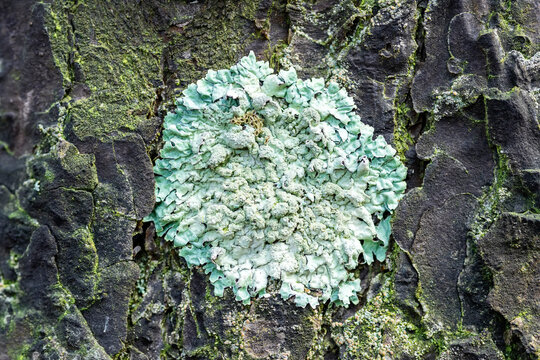 Lichen Parmelia sulcata on pine bark in the forest, close-up