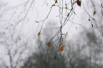Tree crown without leaves, bare branches, late autumn or winter. Naked branch of autumn tree against the sky