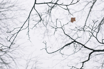 Tree crown without leaves, bare branches, late autumn or winter. Naked branch of autumn tree against the sky