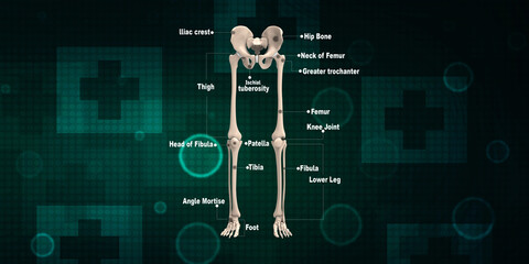 3d illustration human Pelvis Skeleton